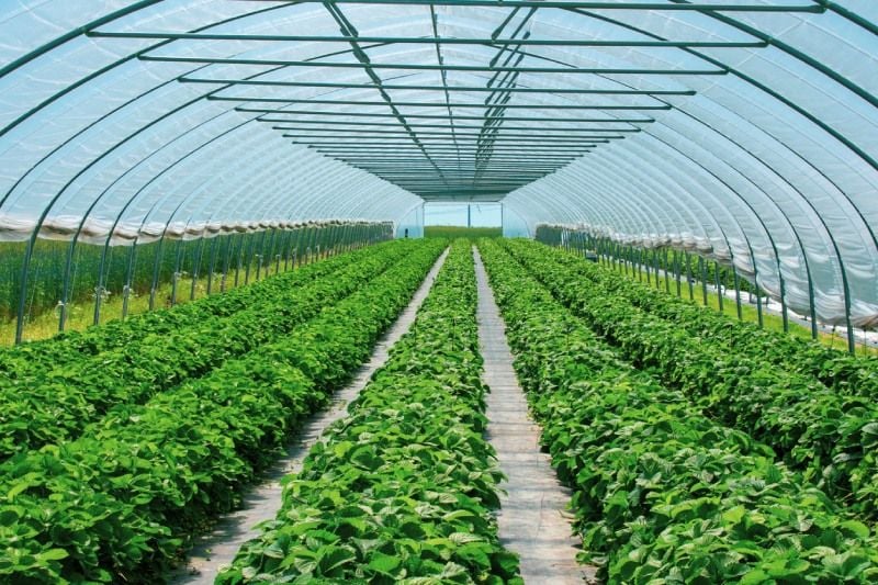 Beyond Conventional Crops: Investigating Specialty Markets in the Greenhouse Agriculture Beyond Conventional Crops: Investigating Specialty Markets in the Greenhouse Agriculture